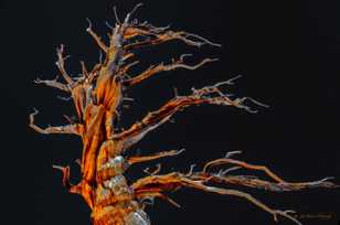 Bristlecone Pine, Patriarch Grove 2-3907